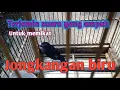 Download Lagu Pancingan suara jongkangan biru