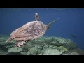 tortuga en el Arrecife Ahmad Syaziyan Raja Ampat Indonesia Oct 2016 & Zika historia del virus pt 6