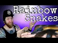 Top 5 RAINBOW Snakes You Can Own