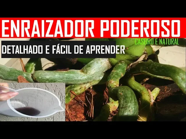 ENRAIZADOR DE ORQUIDEAS CASEIRO E ENRAIZADOR DE PLANTAS POTENTE (HORMÔNIO NATURAL N É ADUBO FRTZ)