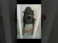 Download Lagu angry and scary dog sound#angry #dog #sounds
