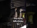 Download Lagu suara burung belibis di malam hari