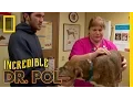 Baxter the Bruiser The Incredible Dr Pol