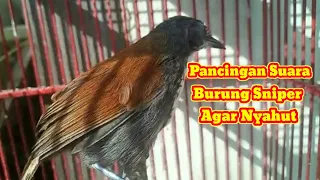 Download PANCINGAN SUARA BURUNG SNIPER BAHAN AGAR CEPAT BUNYI DAN GACOR|TEPUS DADA PUTIH MINI MP3