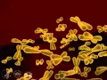 Human Chromosome 3-D