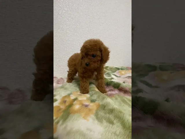 動画