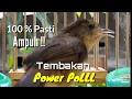 Download Lagu Burung Flamboyan Gacor Ngebren Rapat Nyerecet Cocok buat