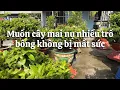 Download Lagu Muốn cây mai nụ nhiều và trổ bông không bị mất sức // 27-6 nhuần 