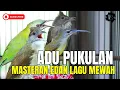 Lagu TEMBAKAN KASARAN PANJANG MEWAH 2025 || BESETAN JENGGOT - CUNGKOK KUNTI GEREJA TARUNG - TEPUS ||