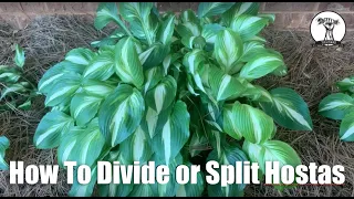 How To Split or Divide and Transplant Hostas