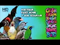 Download Lagu PAKET MASTERAN BURUNG SATU JALUR + JEDA TERAPI AIR | MUDAH DITIRUKAN TROTOLAN