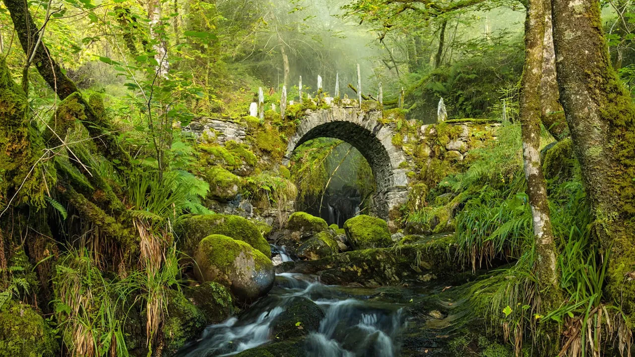 Peaceful Music, Relaxing Music, Celtic Instrumental Music "Celtic Forest" by Tim Janis Peaceful Music, Relaxing Music, Celtic Instrumental Music "Celtic Forest" by Tim Janis