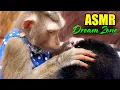 Download Lagu ASMR Monkey Grooming | No Talking, Pure Triggers for Deep Sleep