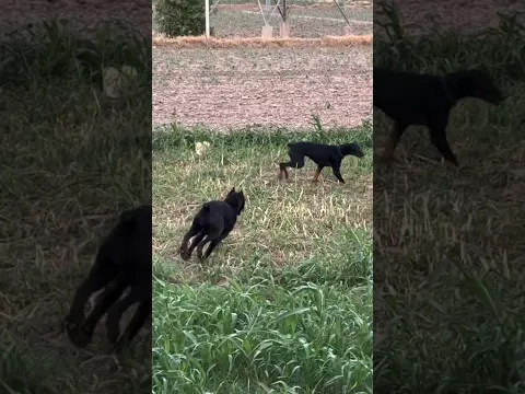 Guard Dog Cane Corso ๐ฑ #shorts #canecorso #dog #dogs #new