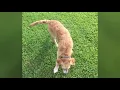 Chesapeake Lab Retriever mix - Happy Sunday at the park with Thomas and Julio
