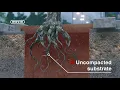 Download Lagu Wavin TreeTank animation (English)