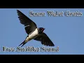 Download Lagu Suara panggil_ RAJA WALET KALIMANTAN