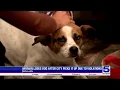 Elderly McAllen woman surrenders dog following leash law citation