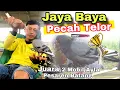 Asli Jost💥 Edisi Jaya Baya Kenwood...DAPAT Juara Mobil Alya Pesaren Batang