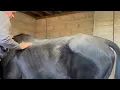 Module 4 Case Study Horse B Back