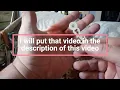 How to properly adjust your square hole minute hand on a cuckoo clock See description