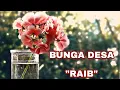 Download Lagu BUNGA DESA / SOLIK PALAPA ( RHOMA IRAMA) / LIRIK