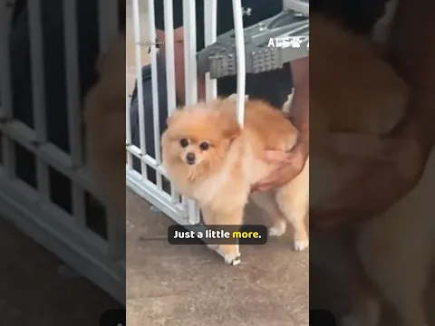 A whole fire crew turns out for one little dog stuck in a gate 🐶❤️  #DogRescue #AnimalRescue