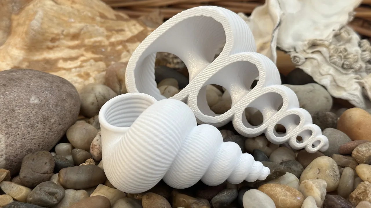 Plain Seashell for Remixing