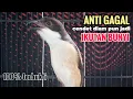 Download Lagu Suara Cendet Gacor Toet toet Efektif Anti Gagal Bikin Cendet Malas pun Langsung Nyaut Bunyi Seketika