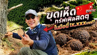 สาระตั้ม x เซียนจ๊อบ ตะลุยป่าจีน ขุดเห็ดทรัฟเฟิลดำ ของแพงที่หลายคนไม่เคยเห็น ! [สาระตั้ม-Thumbntk]