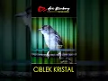 Lagu Ciblek Kristal Gacor
