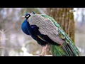 Download Lagu Peacock Sound Ringtone - Suara Pikat Burung Merak Jantan | Pavo Afropavo