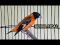 Download Lagu RED SISKIN GACOR SUARA JERNIH, COCOK UNTUK MASTERAN