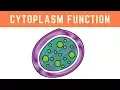 Cytoplasm Function More than just the clear liquid of the Cell