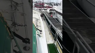 Disappearing act huh !? #fyp #dream #sailing #doberman #pets