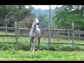 Immortal Beloved Video 2