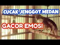 Download Lagu CUCAK JENGGOT MEDAN EMOSI CARI LAWAN