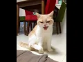Download Lagu Waarom is het maandag AGA | Cat Nalu #kat #shorts