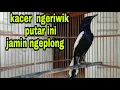 Download Lagu suara kacer dada hitam gacor ngerol | masteran kacer jawa timur