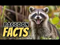 Download Lagu 15 weetjes over wasberen die je versteld zullen doen staan