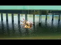 Download Lagu 魚が群れる橋の陰にカニを落とすと…