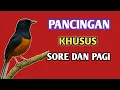 Download Lagu Pancingan Pagi Hari MURAI FIGHTER 100% AMPUH buat Pancingan murai batu pastol agar bunyi