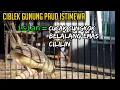 Download Lagu ciblek gunung isian cucak cungkok belalang emas dan cililin