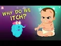 Download Lagu Why Do We Itch? The Dr. Binocs Show | Best Learning Videos For Kids | Peekaboo Kidz