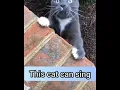 Download Lagu Funny Cat Video | This Cat Can Sing | Cat 2021