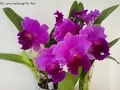 Download Lagu Beautiful Orchids 3 Chinese Peony Bonsai \u0026 Orchids with relaxation music