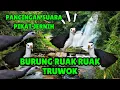 Lagu SUARA PIKAT BURUNG RUAK-RUAK ASLI SUARA JERNIH, TANPA IKLAN #14