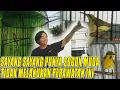 Download Lagu PERAWATAN TERPENTING BURUNG SOGON IJOAN ATAU TROTOLAN