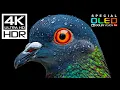 Most Craziest 4K HDR 60FPS Dolby Vision (8K/4K Video TV)
