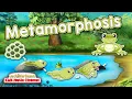 Metamorphosis Frogs Life Cycle Song for Kids Jack Hartmann